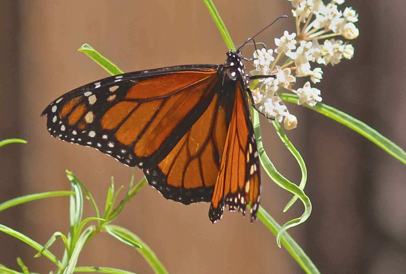 The Monarch Butterfly A Miracle of Milkweed and Migration